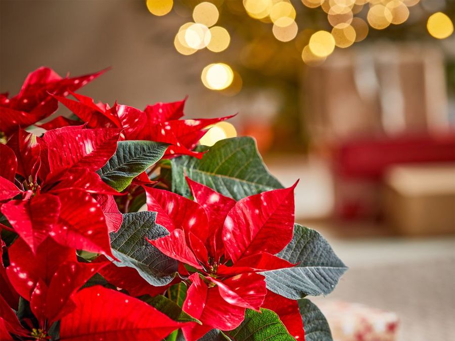 Poinsettia flowers at Christmas time